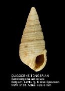 OLIGOCENE-TONGERIAN Sandbergeria cancellata